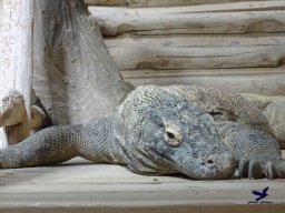 Haus des Meeres 4.02.2026